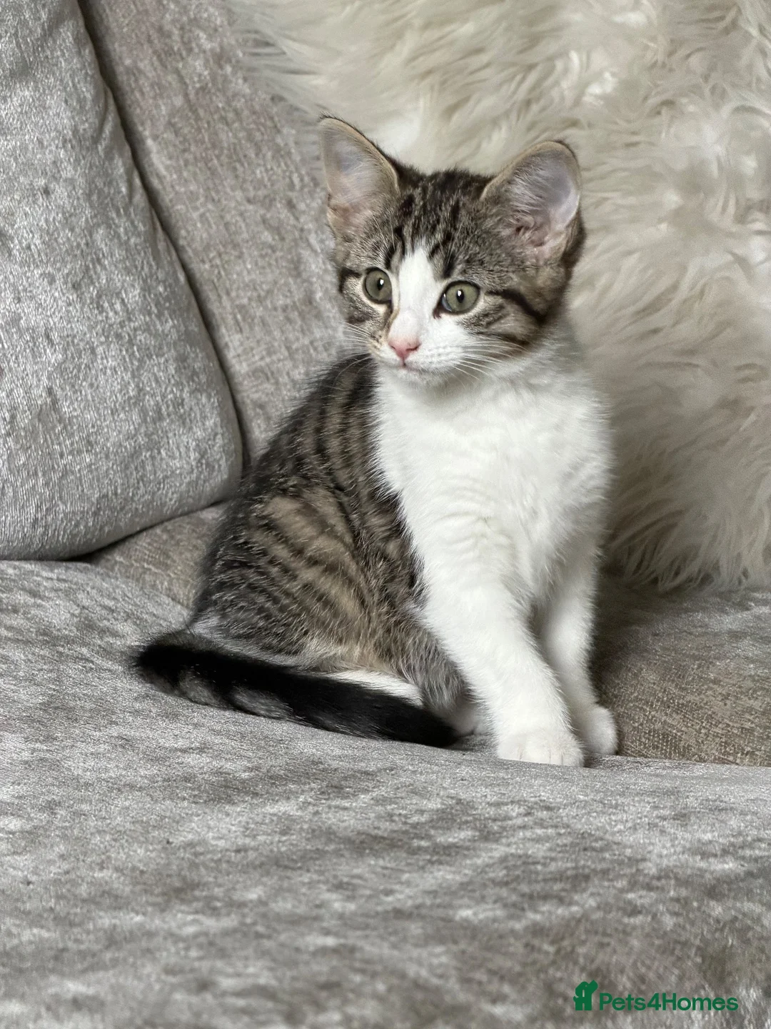 Domestic Shorthair cats for sale: Mimi  - Advert 2