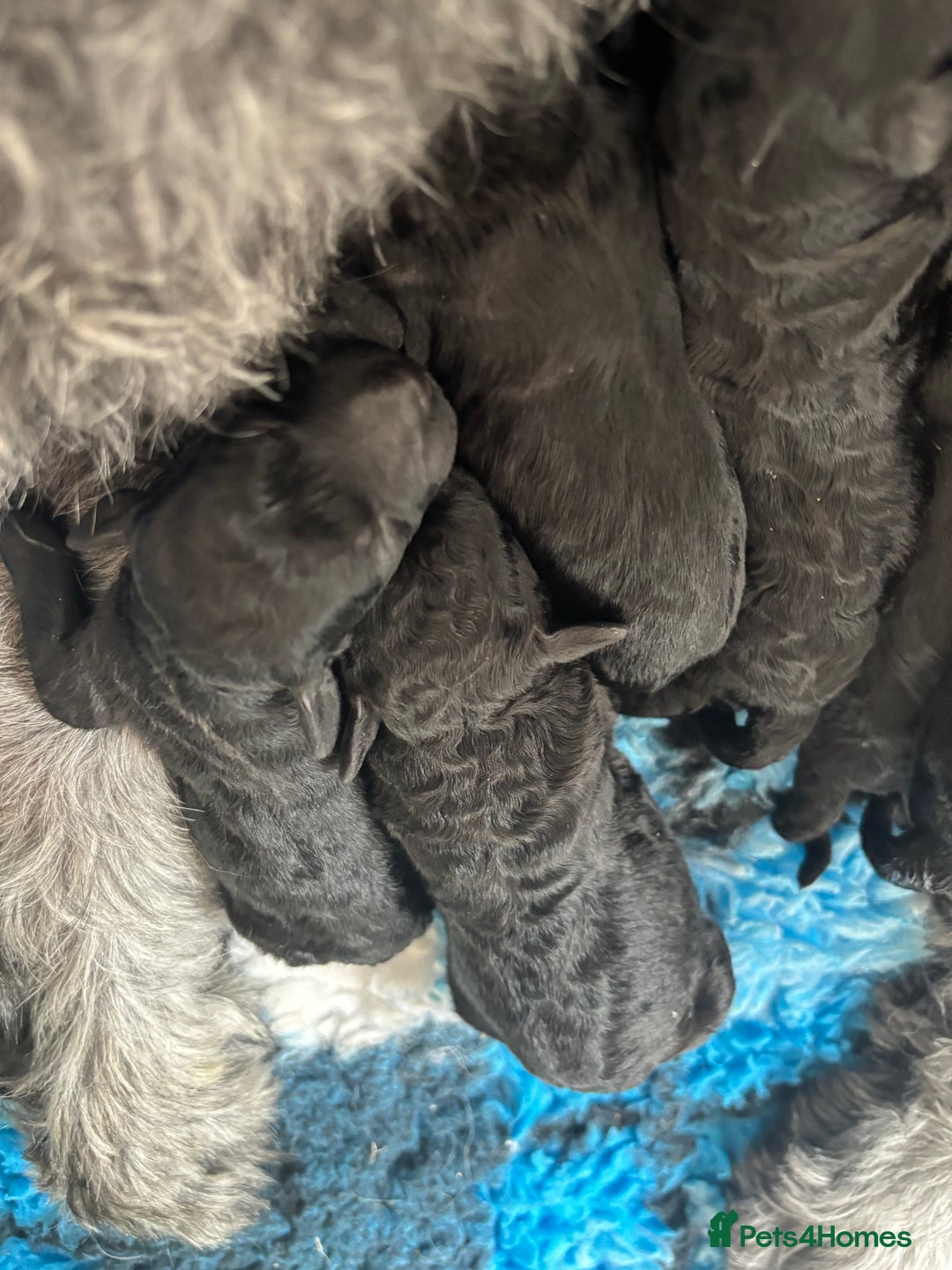 Goldendoodle dogs for sale: Golden doodles  - Image 2