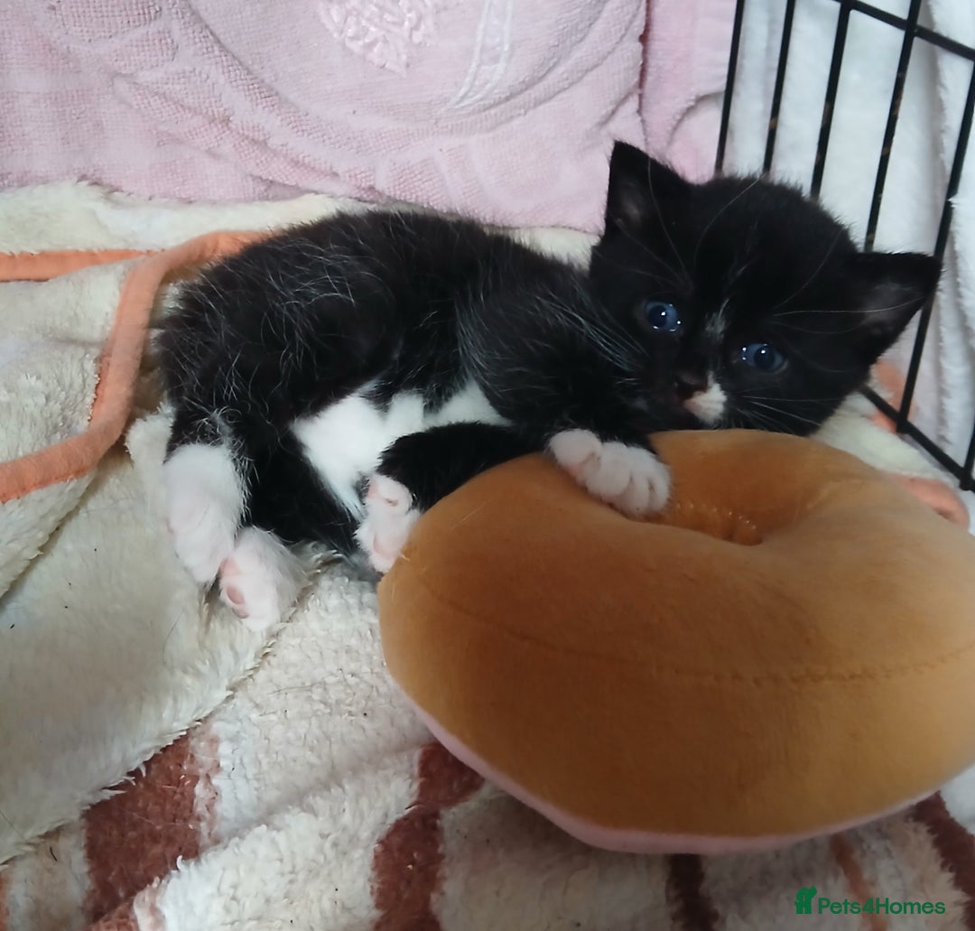 Mixed Breed cats for sale: Mixed breed kittens - Image 6