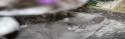British Shorthair cats for sale: Cute babies ready for their new 🏠🐱🥰 - Advert 13
