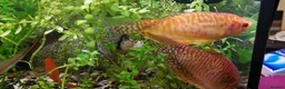 Other/Mixed Breed fish for sale: 10-year established jungle tank due t  in Hove - Advert 11