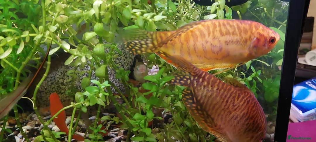Other/Mixed Breed fish for sale: 10-year established jungle tank due t  in Hove - Advert 11