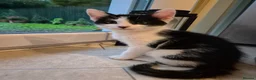Mixed Breed cats for sale: Unique Black and White "Frosted" Bicolor kittens - Advert 9