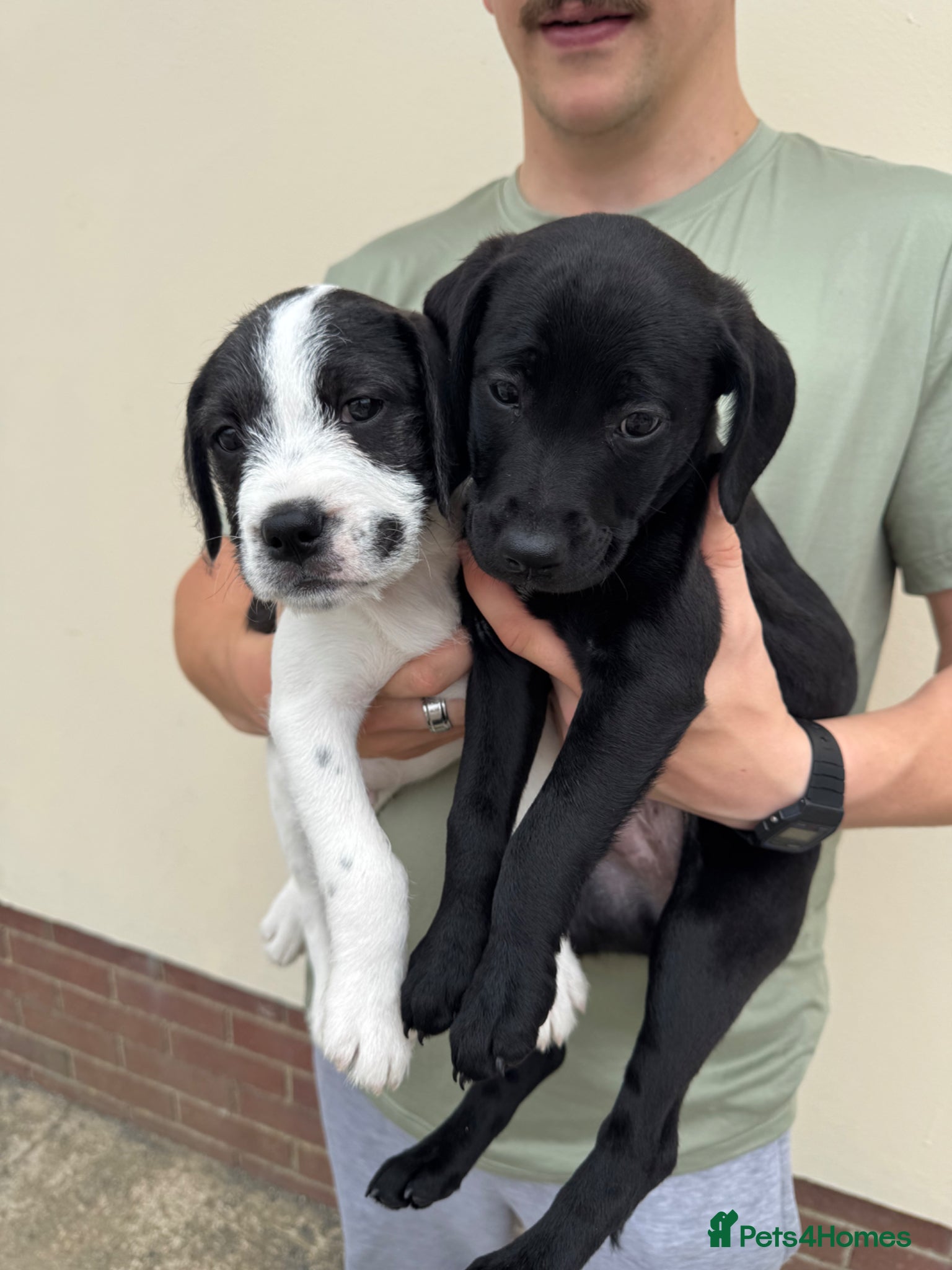 Mixed Breed dogs for sale: 2 pups left! Labrador X Whippet Lurcher Puppies 🐶 - Advert 1