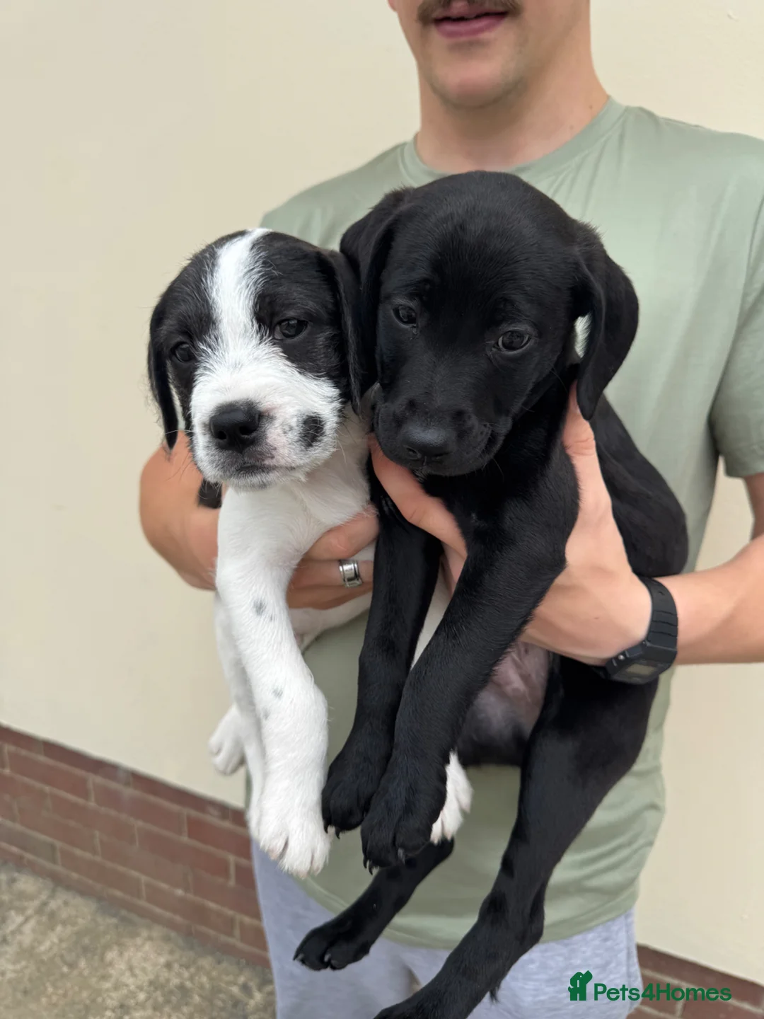 Mixed Breed dogs for sale: 2 pups left! Labrador X Whippet Lurcher Puppies 🐶 - Advert 1