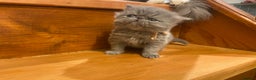 Persian cats for sale: Stunning pedigree Persian kittens - Advert 23