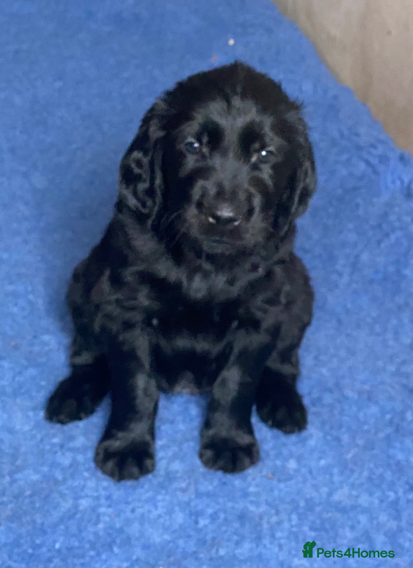 Mixed Breed dogs Fabulous Golden x Flat coated retriever puppies. - Advert 12