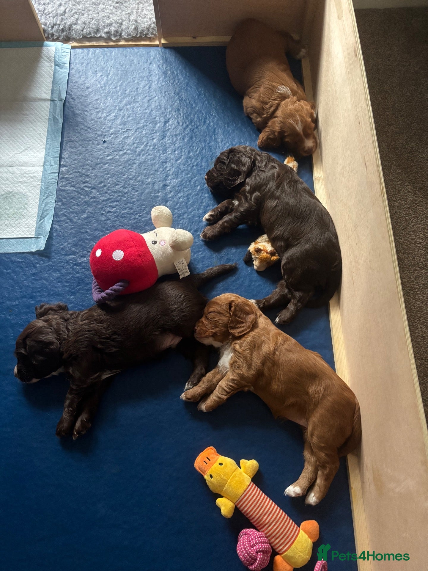 Cocker Spaniel dogs Cocker spaniel puppies for sale - Advert 1