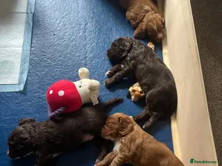 Cocker Spaniel dogs Cocker spaniel puppies for sale - Advert 1