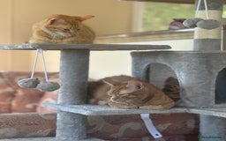 Domestic Shorthair cats for sale: Last 2 gorgeous ginger boys 🫶🏻 - Image 7