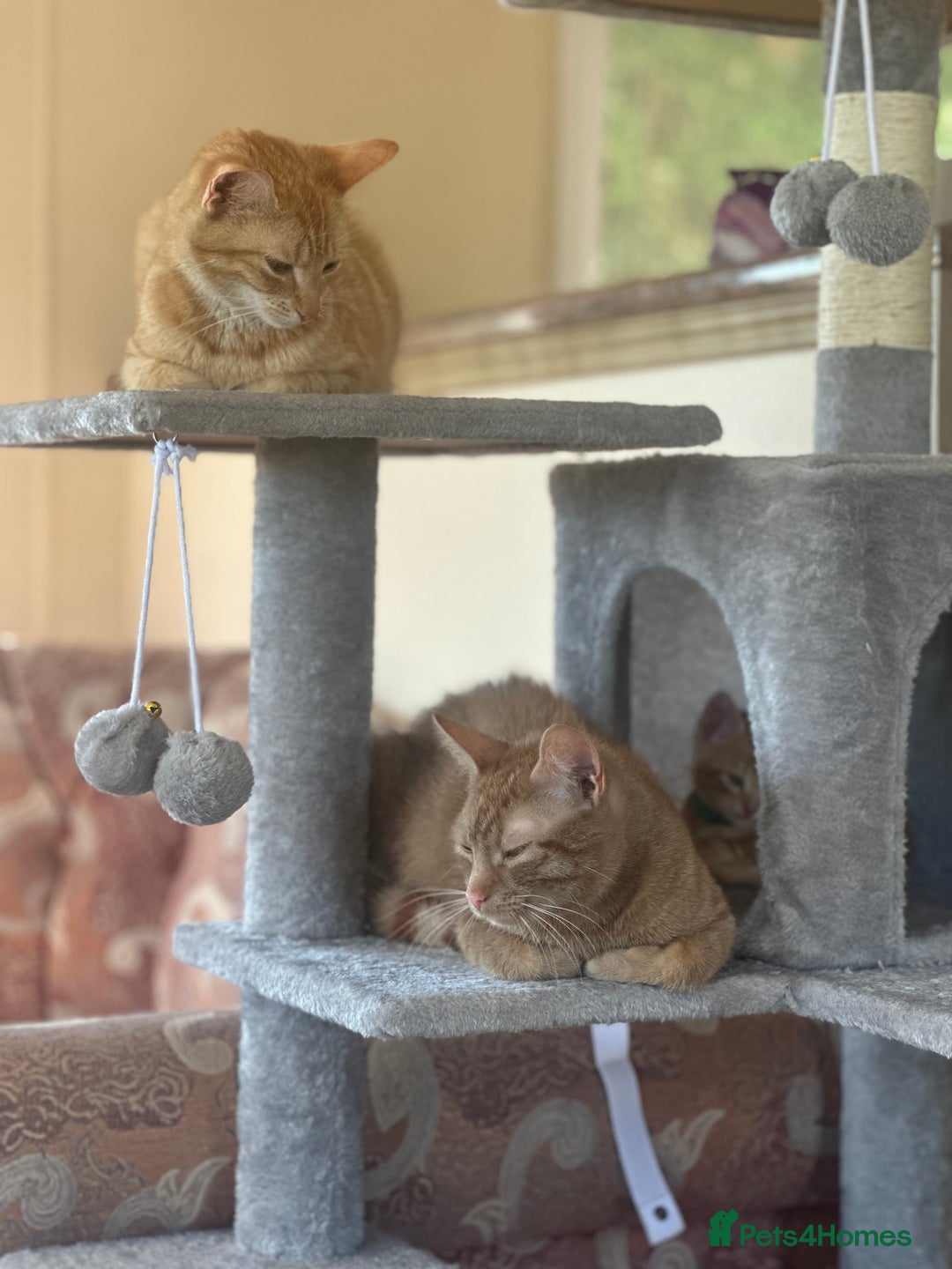 Domestic Shorthair cats for sale: Last 2 gorgeous ginger boys 🫶🏻 - Image 7