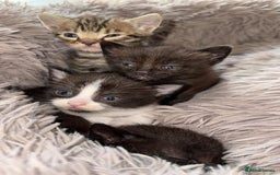 Mixed Breed cats for sale: 4 beautiful kittens, Bengal & British shorthair - Image 11
