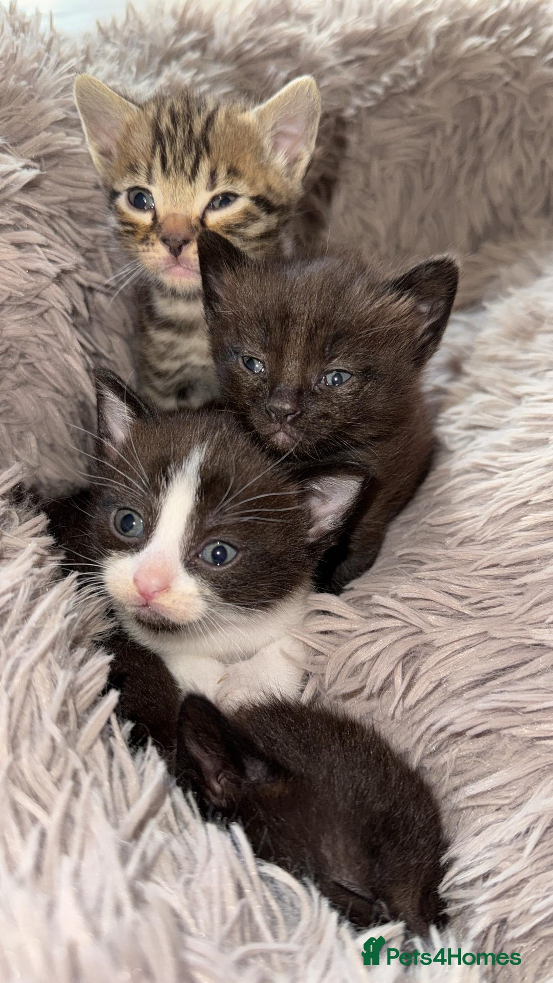Mixed Breed cats for sale: 4 beautiful kittens, Bengal & British shorthair - Image 11