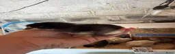 Chickens poultry for sale: 🐥🐣🥚USA Bearded silkies🐥Vorwerk🐥Brahmas🥚🐣🐥 - Advert 7