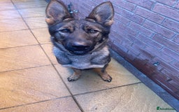 German Shepherd dogs for sale: *German Shepherd – 1 Year 6 Months Old* - Advert 5