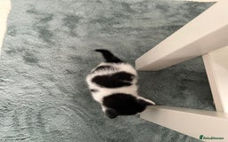 British Shorthair cats for sale: Stunning female kittens  - Image 7