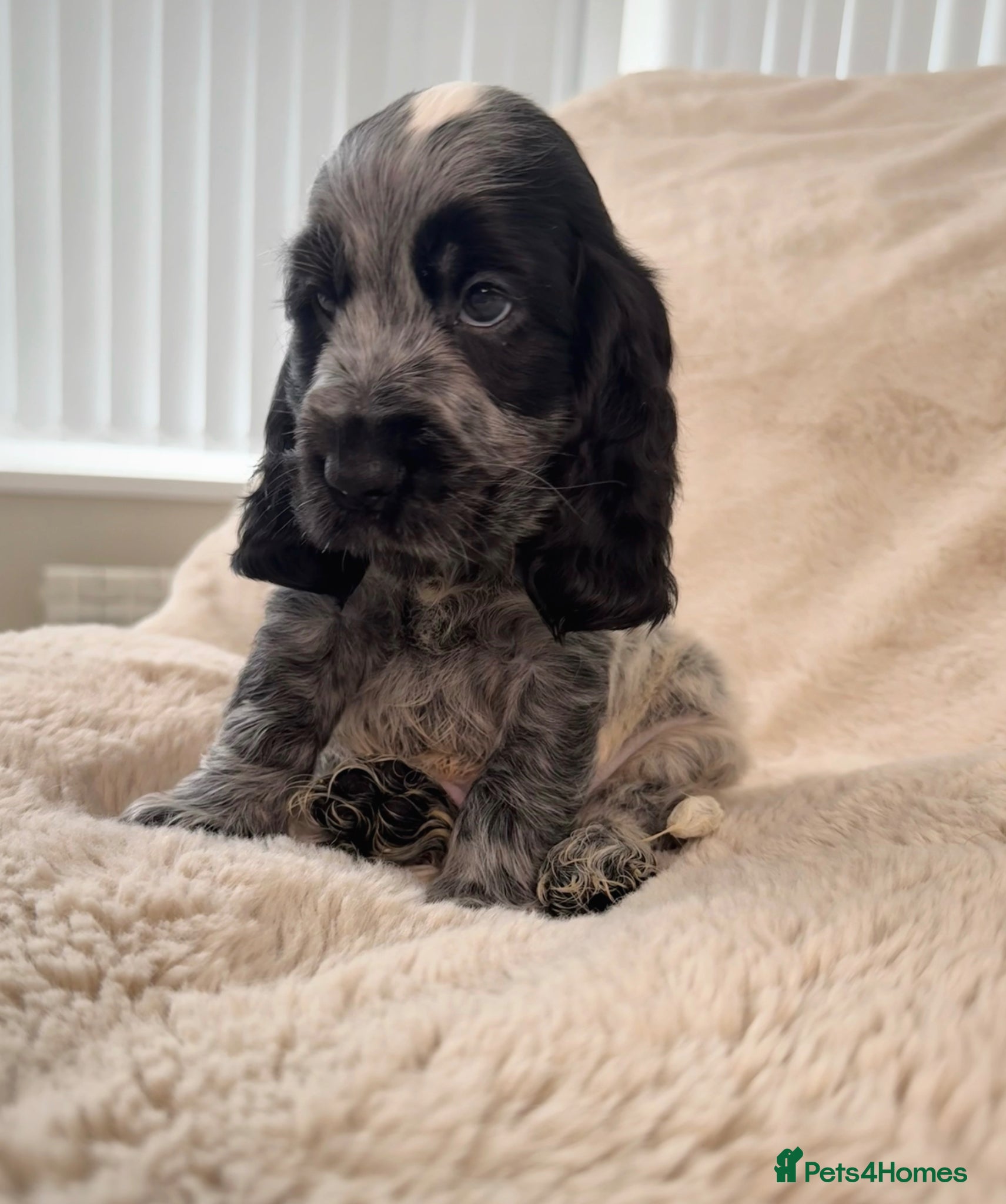 Cocker Spaniel dogs Top Quality KC Show Cocker Spaniel Puppies  - Advert 2