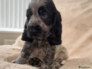 Cocker Spaniel dogs Top Quality KC Show Cocker Spaniel Puppies - Advert 2