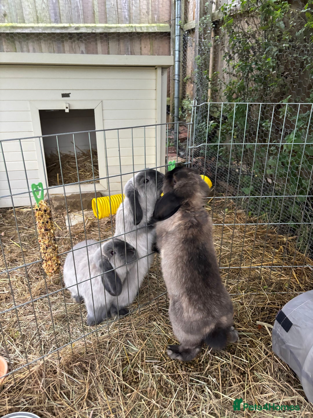 Mini Lop rabbits for sale: 3 male mini lop rabbits  - Advert 2