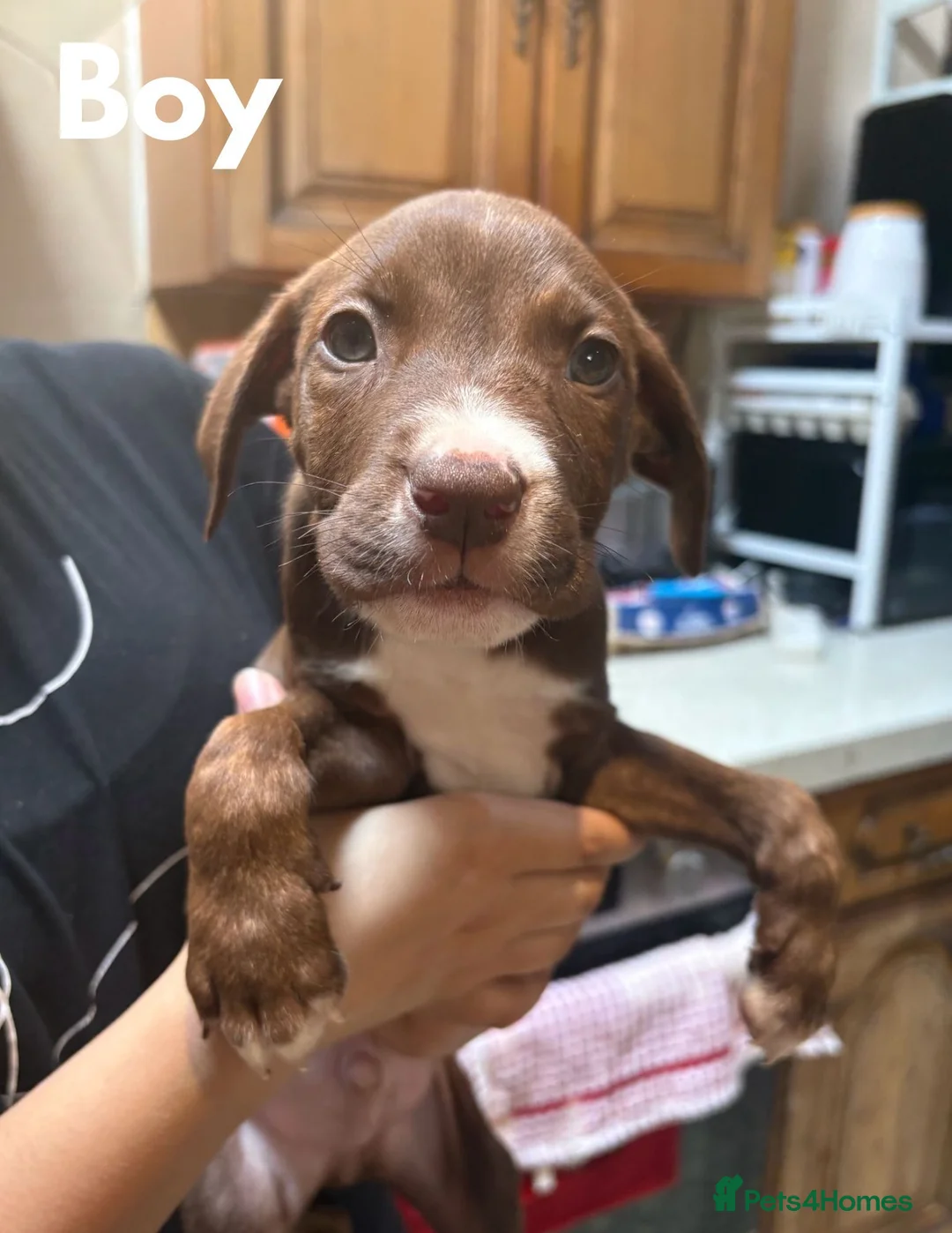 Mixed Breed dogs for sale: 6 Belgian Malinois x American Bull Staffy Puppies - Advert 9