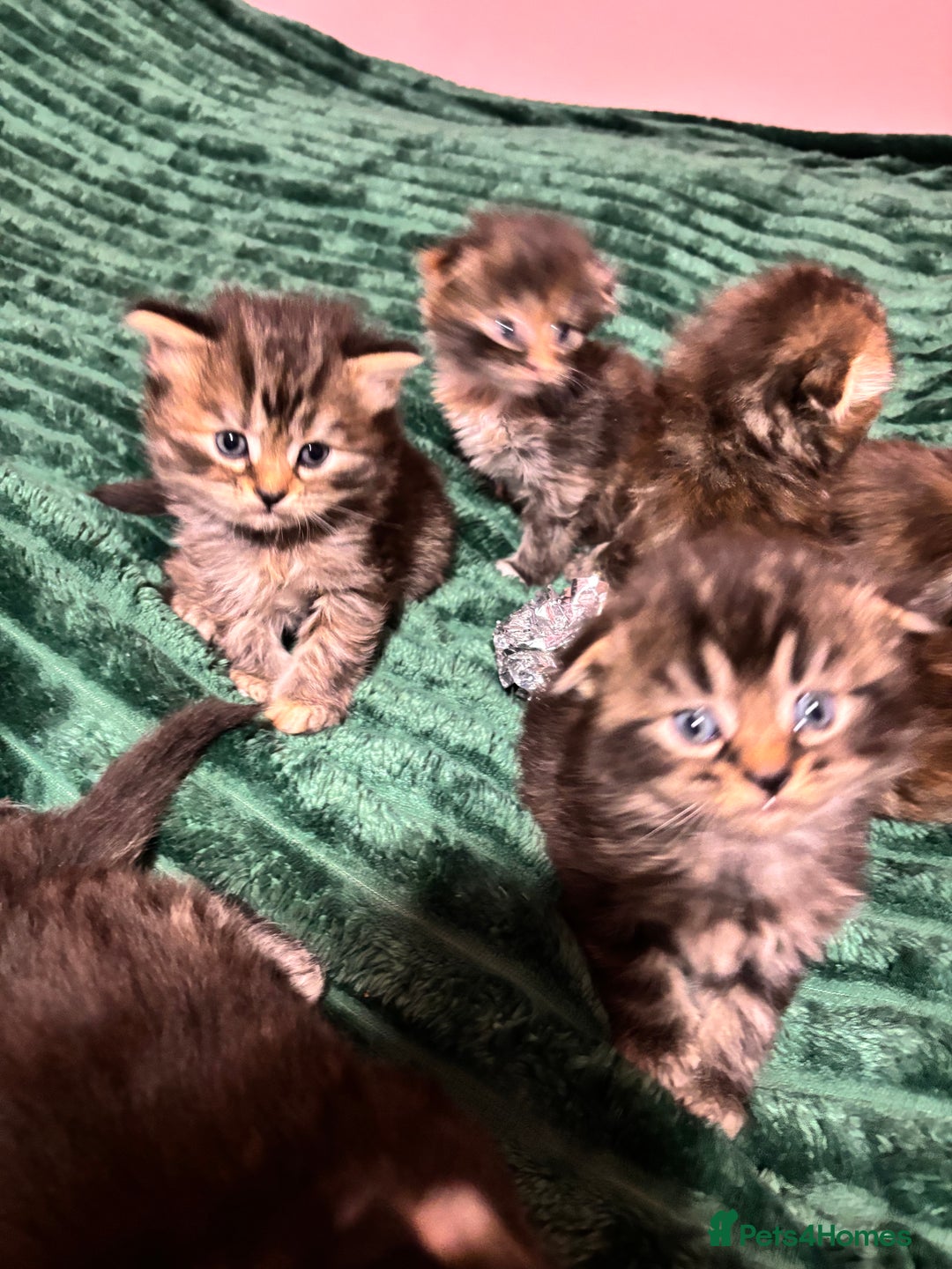 Scottish Fold cats for sale: Scottish fold long hair - Advert 20