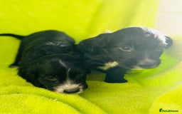 Cocker Spaniel dogs for sale: Ready now cocker spaniels  - Image 2