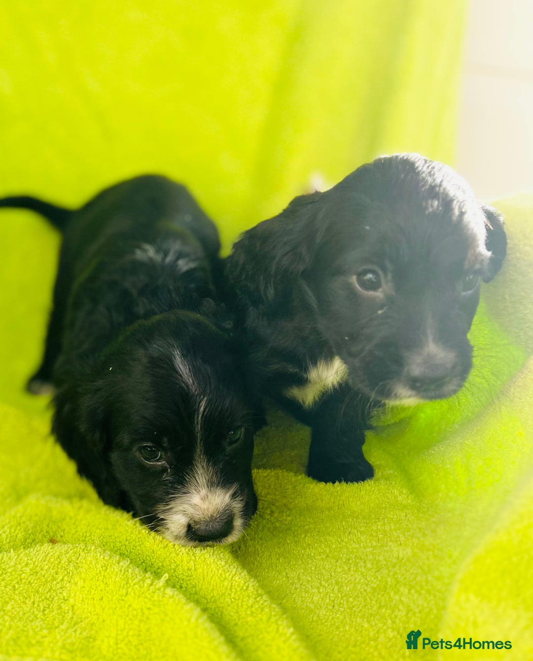 Cocker Spaniel dogs for sale: Ready now cocker spaniels  - Image 2