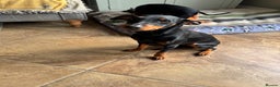 English Toy Terrier dogs for sale: English Toy Terrier - Advert 6