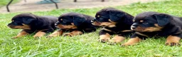 Rottweiler dogs for sale: Beautiful Rottweiler Puppies  in Chessington - Advert 17
