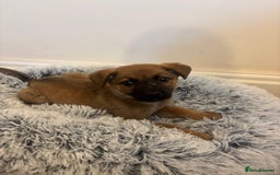 Mixed Breed dogs for adoption: Dottie * German Shepherd X Labradoodle * 240788 - Image 3