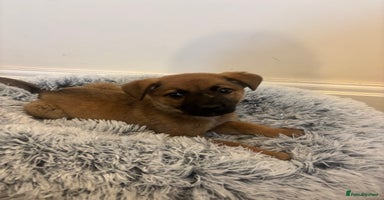 Mixed Breed dogs - Advert 10