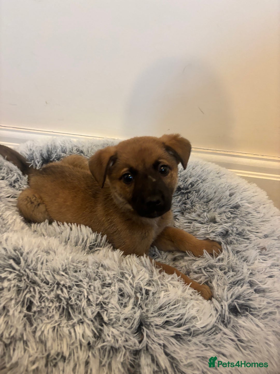 Mixed Breed dogs for adoption: Dottie * German Shepherd X Labradoodle * 240788 - Image 3