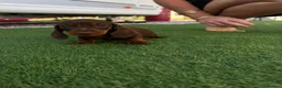 Dachshund dogs for sale: Miniature dachshunds microchipped  in Stoke-on-Trent - Advert 2