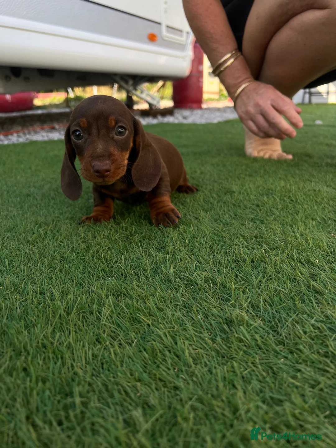 Dachshund dogs for sale: Miniature dachshunds microchipped  in Stoke-on-Trent - Advert 2