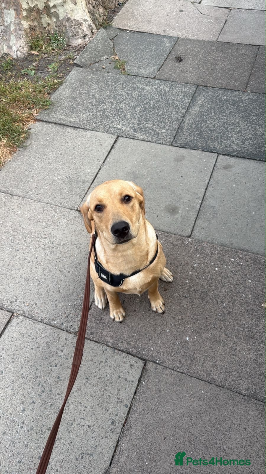 Labrador Retriever dogs Golden Labrador retriever  - Advert 3