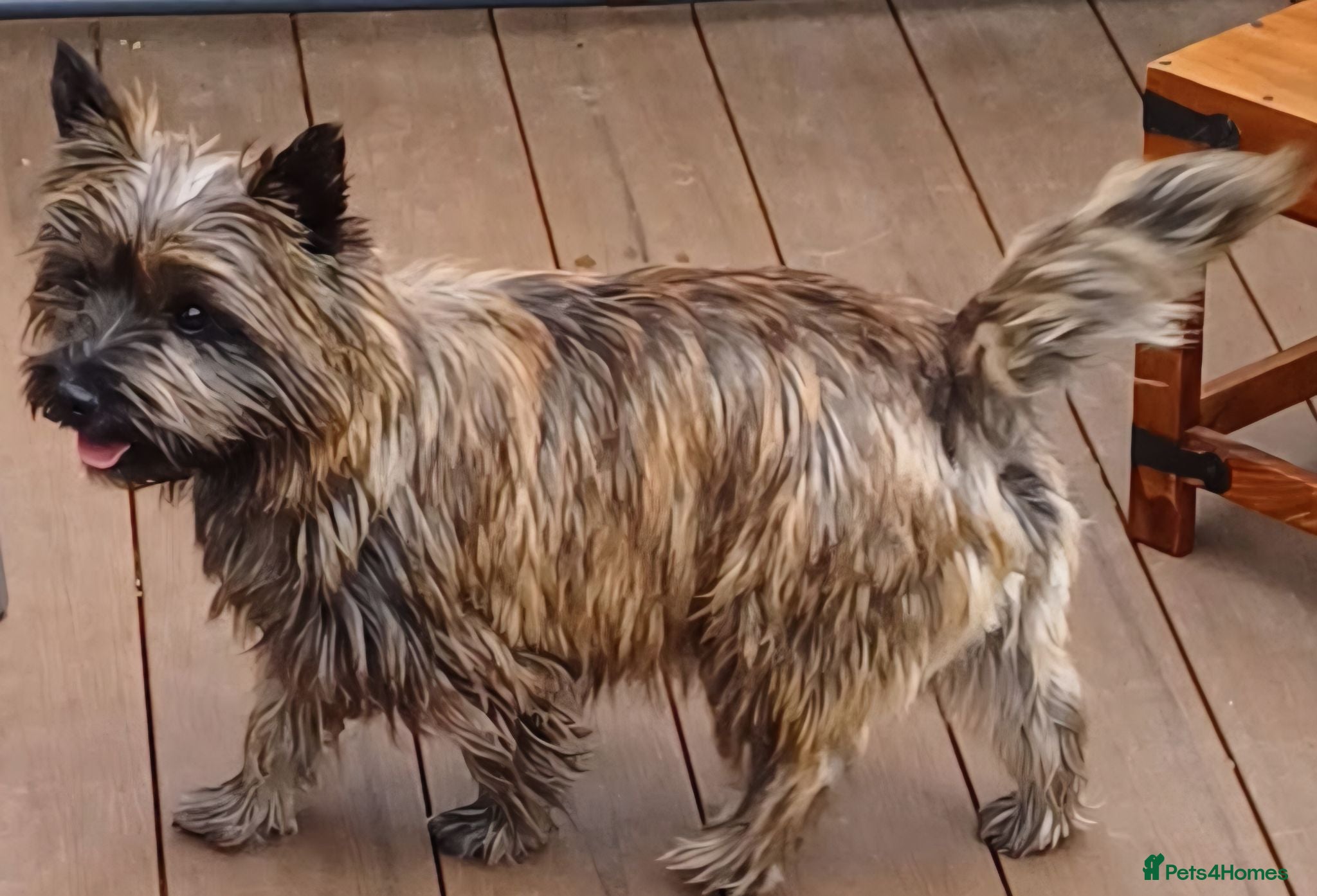 Cairn Terrier dogs Beautifully cute puppies. - Advert 12