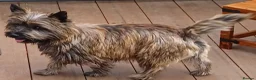 Cairn Terrier dogs for sale: Beautifully cute puppies. - Advert 1