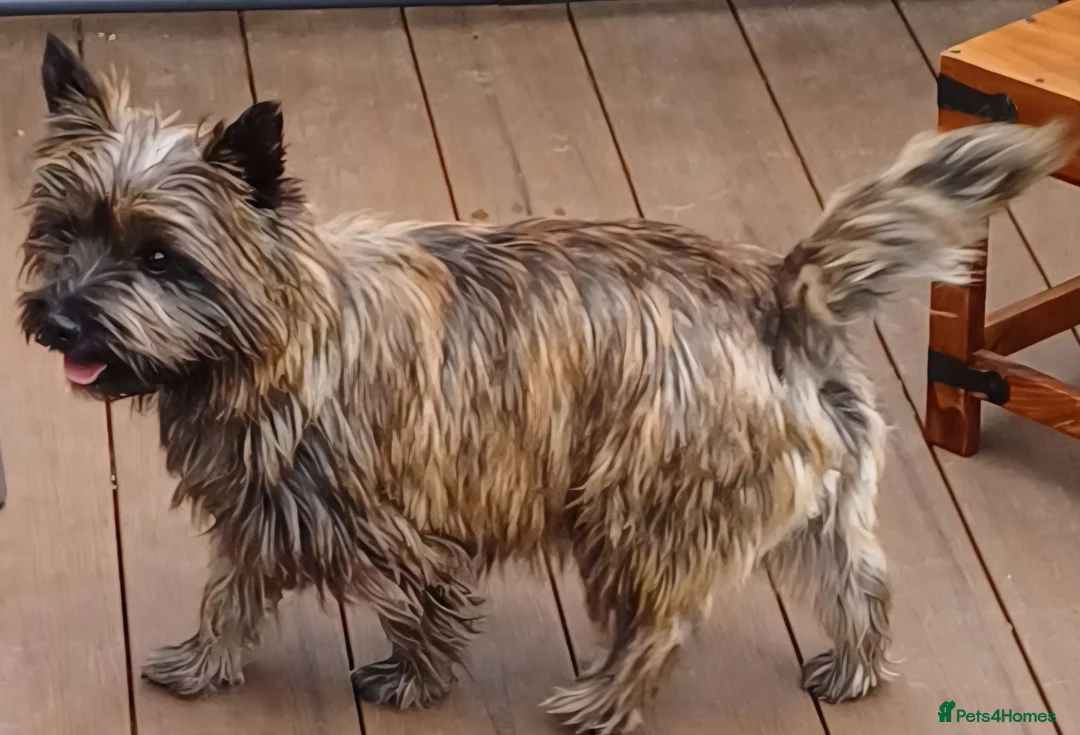 Cairn Terrier dogs for sale: Beautifully cute puppies. - Advert 1