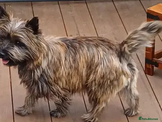 Cairn Terrier dogs Beautifully cute puppies. - Advert 12