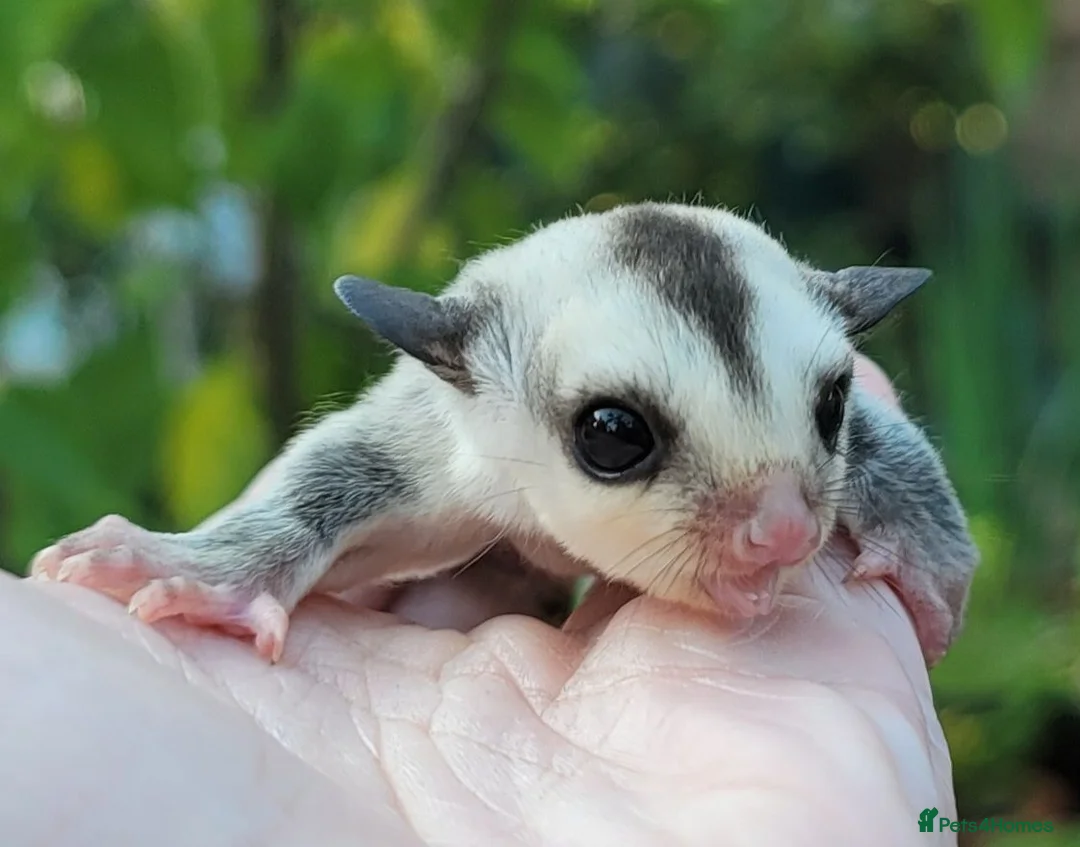 Sugar Glider rodents for sale: Sugar Glider Joey - Advert 4