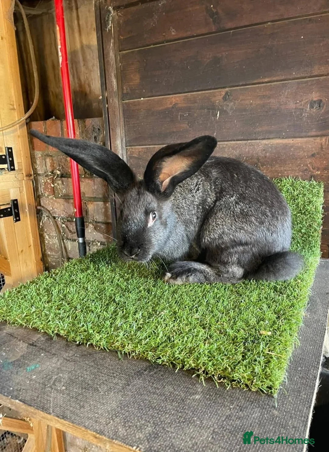 Continental Giant rabbits for sale: Continental giant bucks - Advert 7