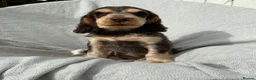Cocker Spaniel dogs for sale: Beautiful HHT clear little show cocker girl - Advert 6