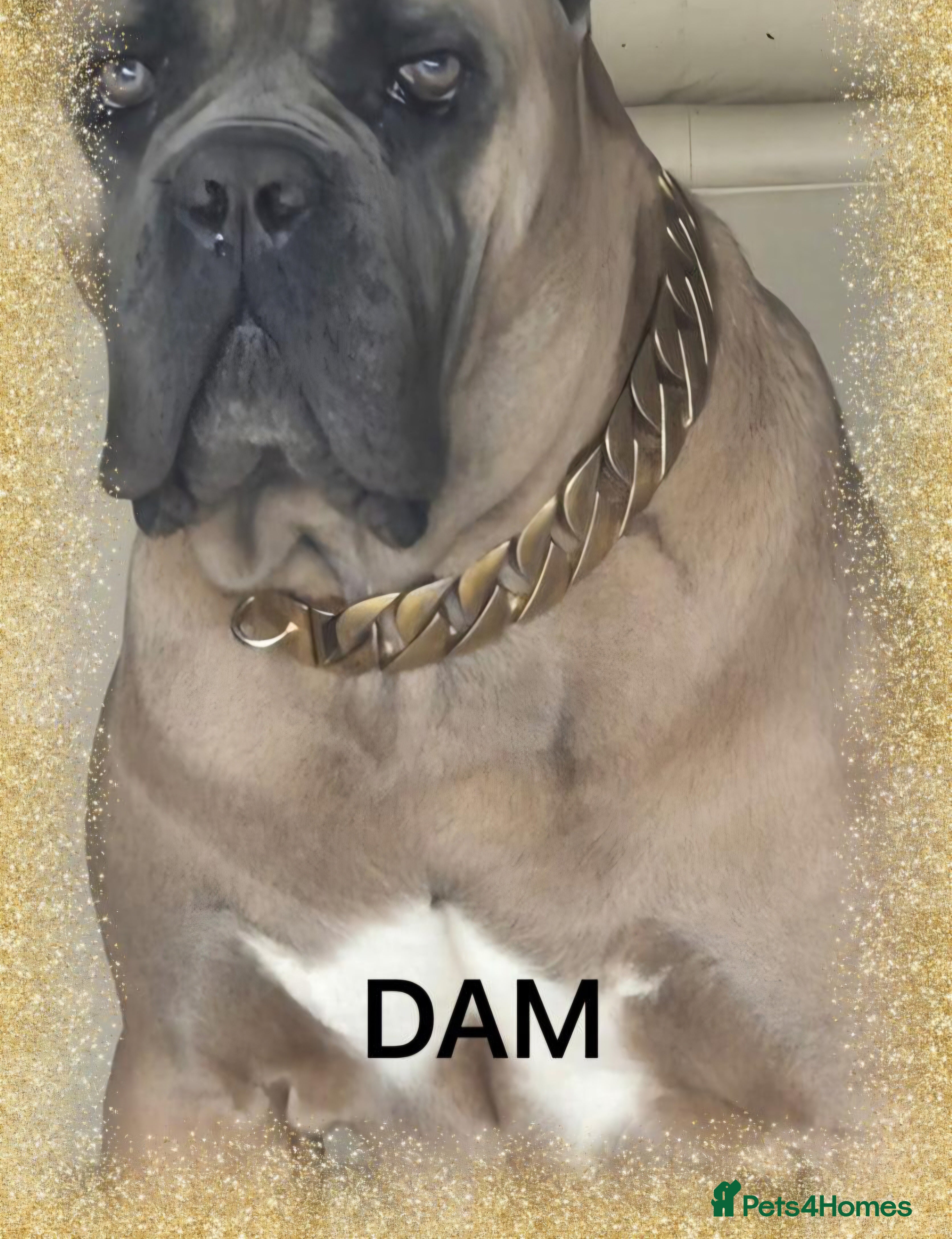 Cane Corso dogs Elite Formentino Cane Corso puppies - Advert 14