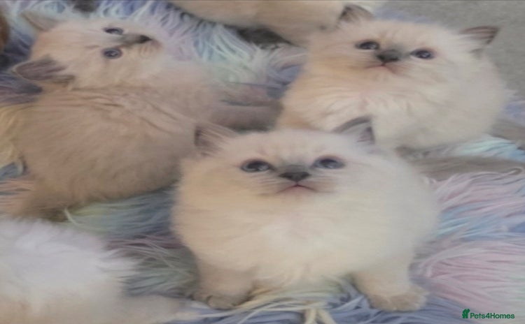 Ragdoll cats - Advert 6