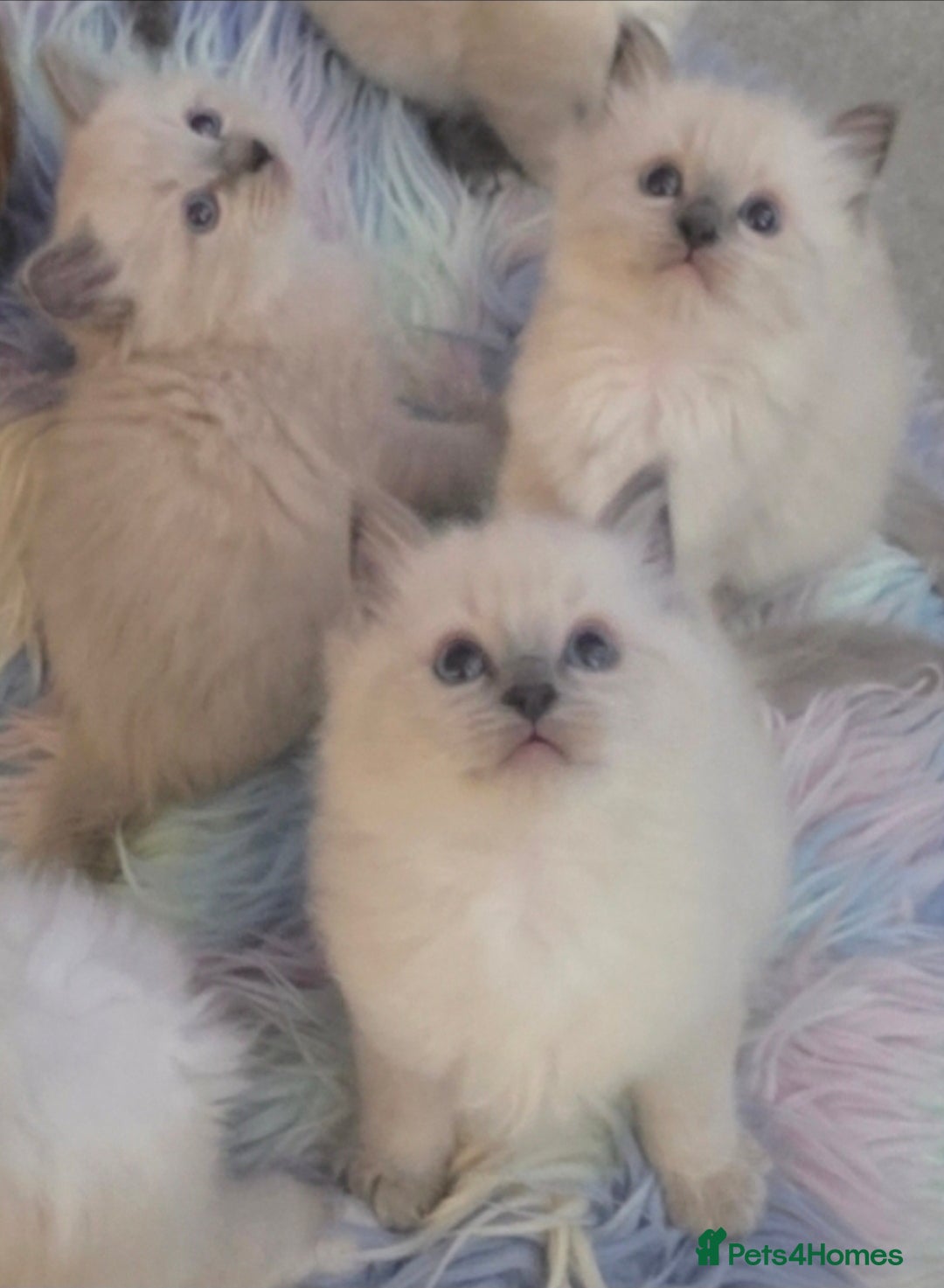 Ragdoll cats for sale: Stunning Ragdolls  - Image 1