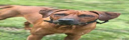 Rhodesian Ridgeback dogs for sale: Rhodesian Ridgeback Adult male  - Advert 5