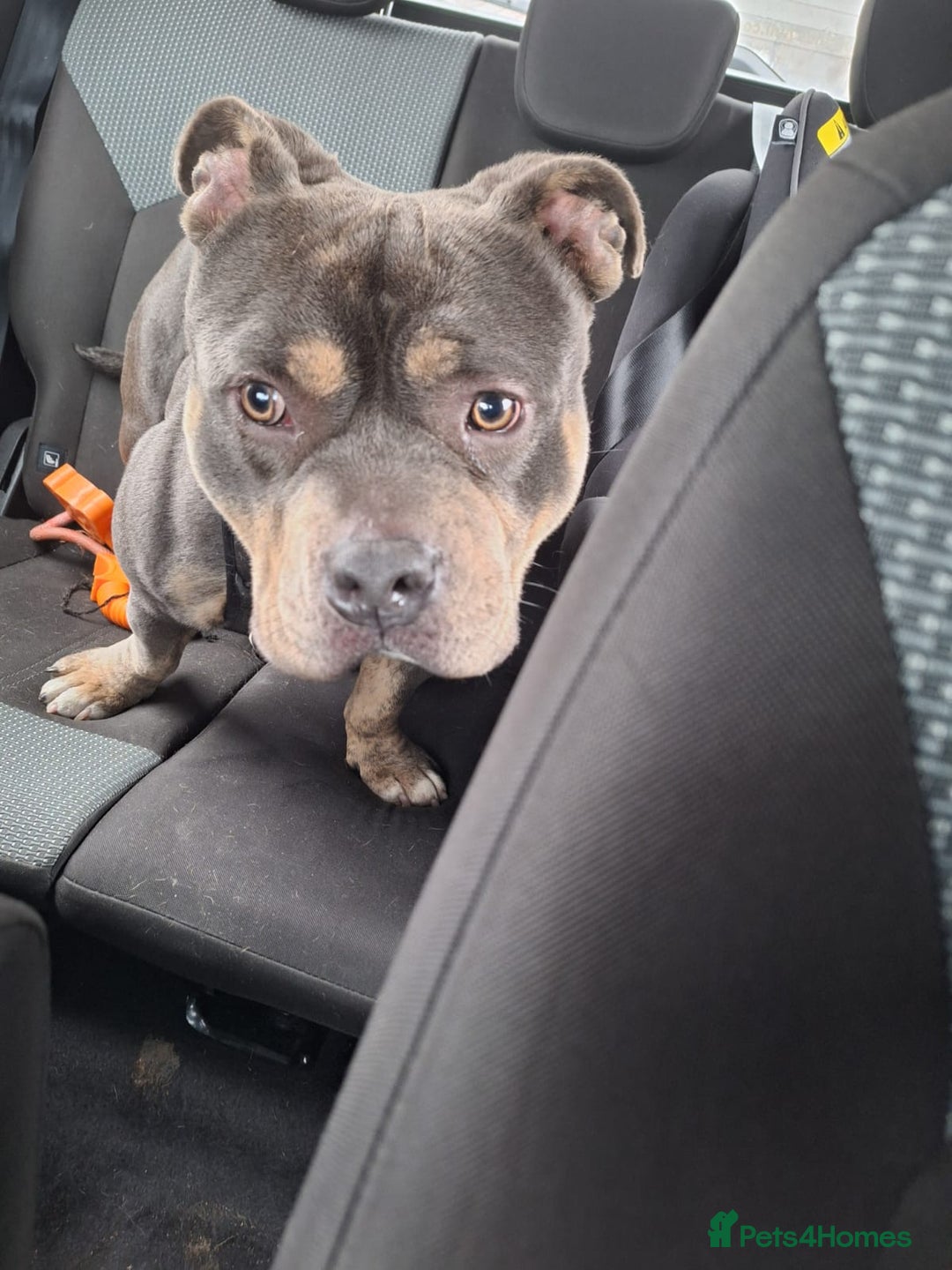 Mixed Breed dogs for sale: Male pocket bully.  - Advert 2