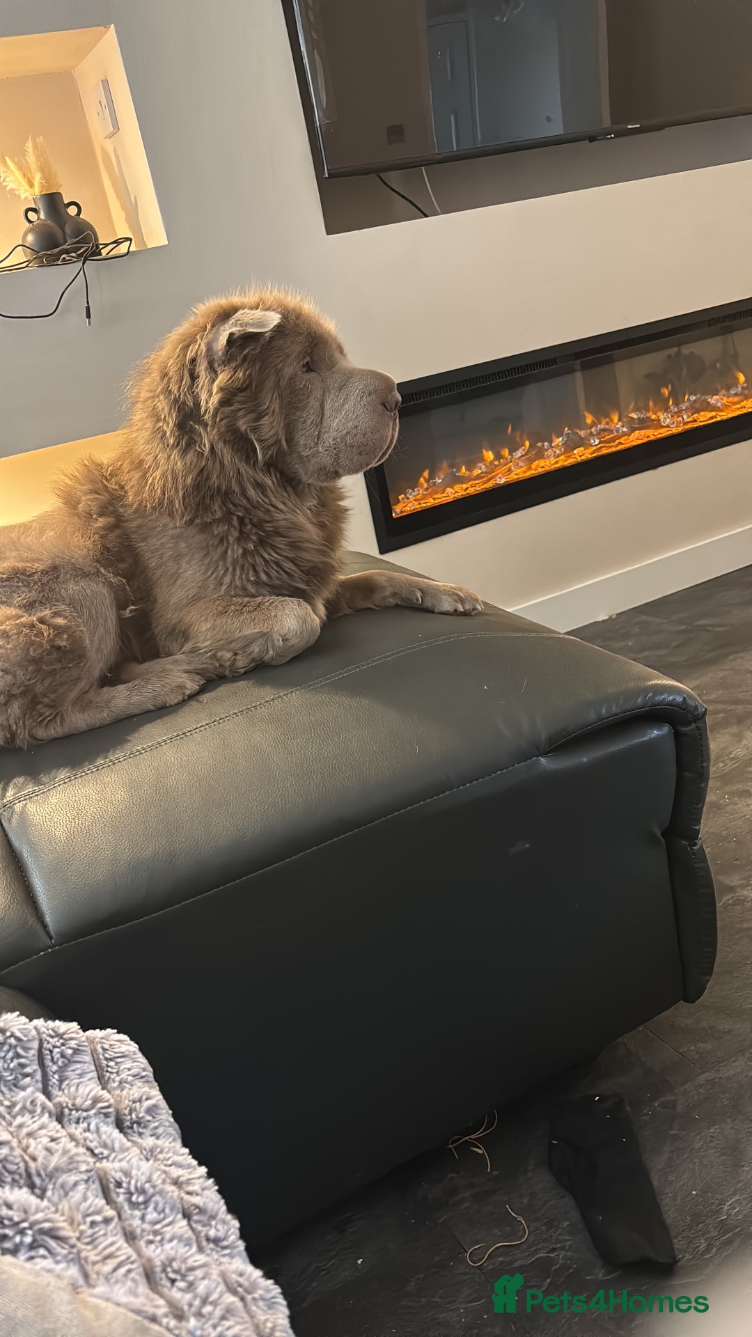 Shar Pei dogs for sale: 8 month old bear coat shar pei male  - Image 4