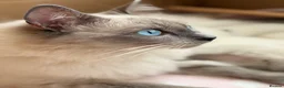 Ragdoll cats for sale: Gorgeous Blue Point Ragdoll Kittens Available  in Derby - Advert 8