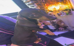 Dachshund dogs for sale: Dachshund puppy in Antrim - Image 4